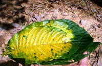 kratom leaf