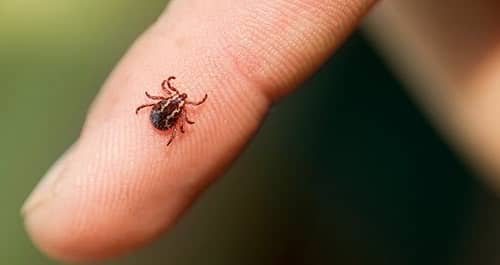 bug on finger