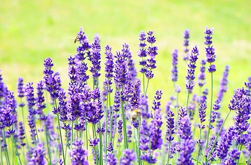 lavender