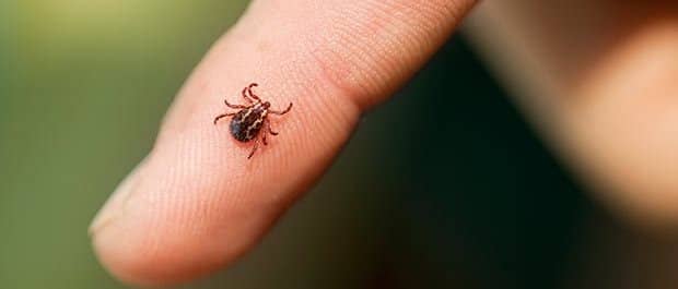 bug on finger