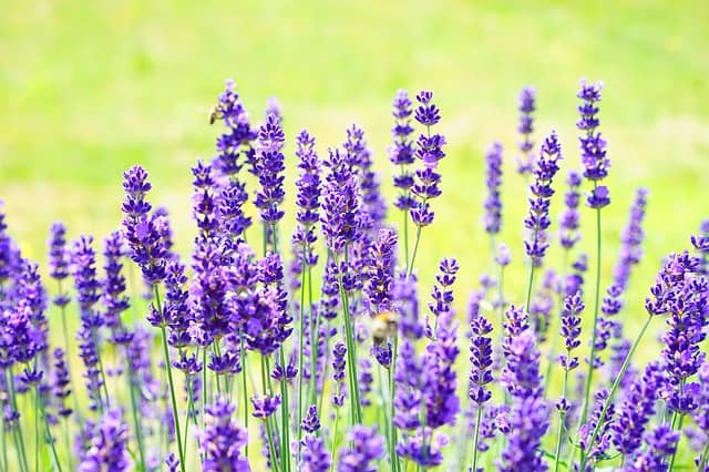 lavender