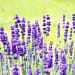 lavender