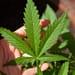 cbd-cannabis