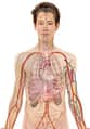 human's body