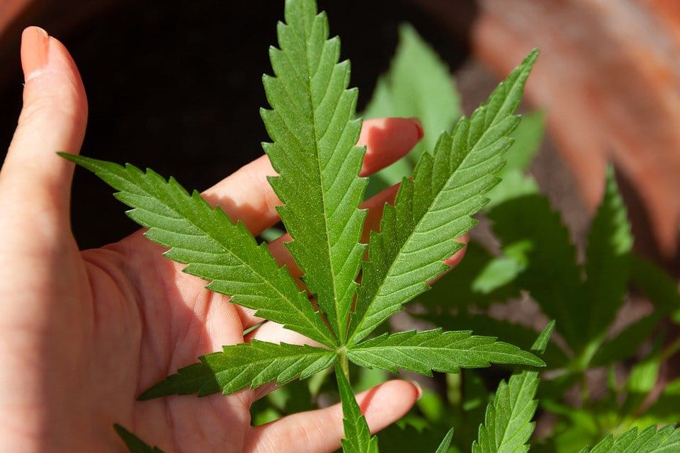 cbd-cannabis